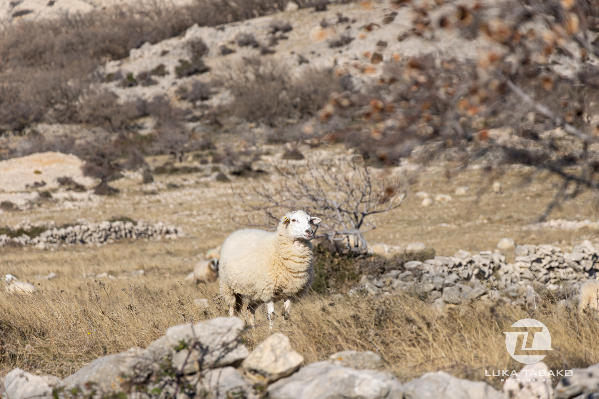 pješačka-staza-baška-stara-baška-luka-tabako-photography (158)